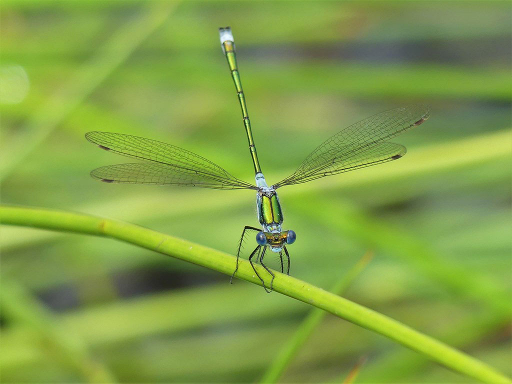 Lestes_sponsa